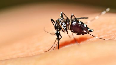 Genetically Modified Mosquito Control Experiment that went wrong